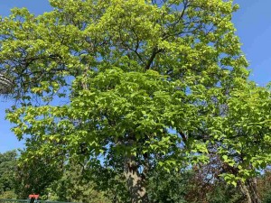Catalpa speciosa