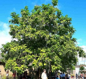 catalpa speciosa