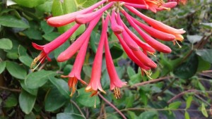 lonicera major wheeler