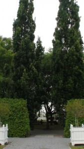 Quercus fastigiata