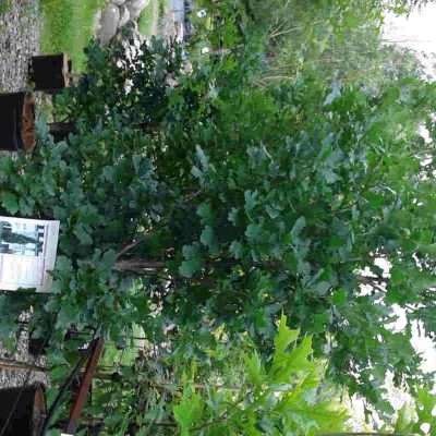 Quercus fastigiata