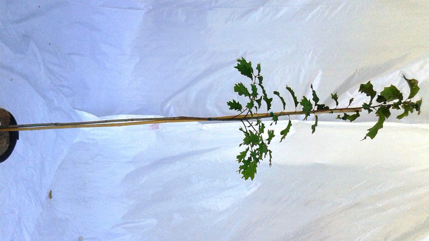 Quercus rubra