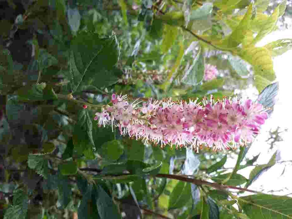 clethra alnifolia ruby spice