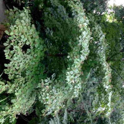 Cornus alternifolia