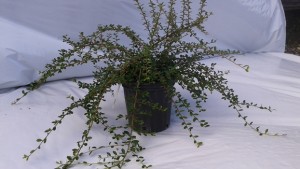 Cotonéaster coral beauty