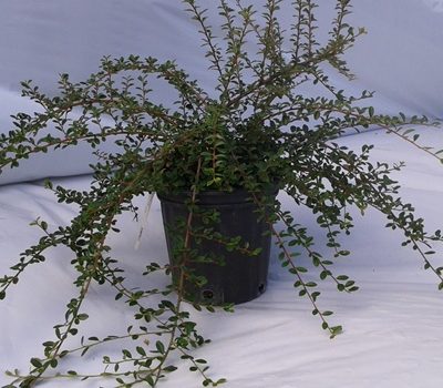 Cotonéaster coral beauty