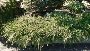 Cotonéaster hessei 2