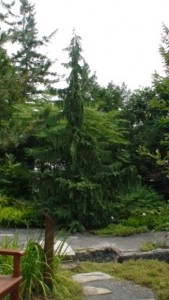 chamaecyparis nootkatensis pendula