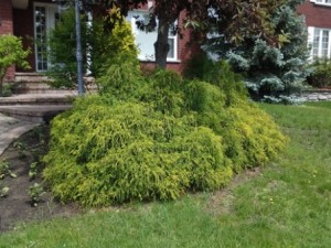 chamaecyparis sungold