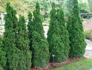 Thuya occidentalis Degrootspire