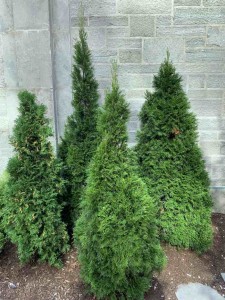 Thuya occidentalis smaragd