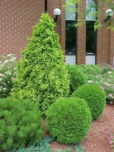 Thuya occidentalis Danika