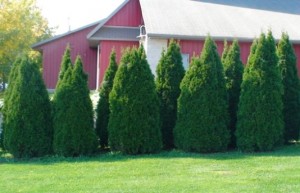 Thuya occidentalis holmstrup