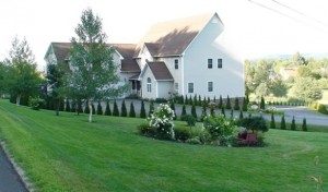 Thuya occidentalis smaragd