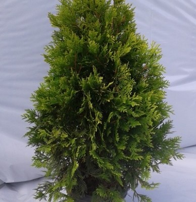 Thuya occidentalis yellow ribbon