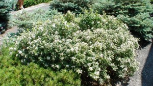 Daphné burkwoodii Carol Mackie