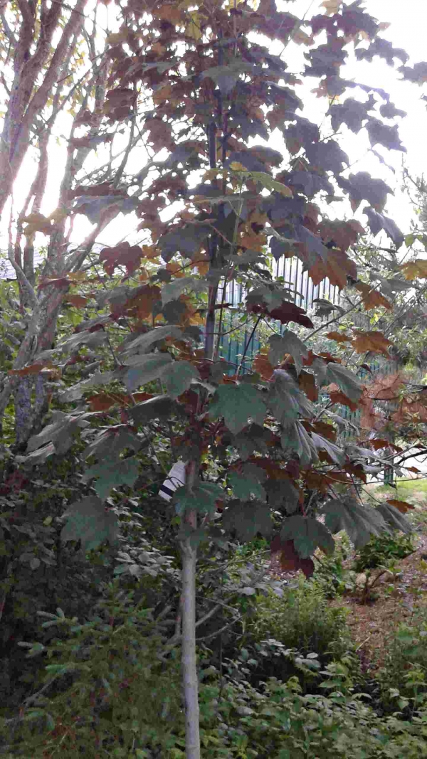 Acer pseudoplatanus Regal Peticoat