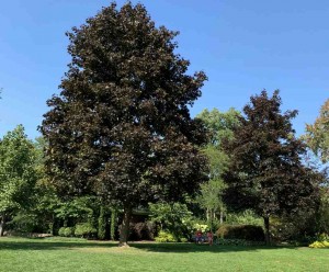 Acer platanoides Royal Red