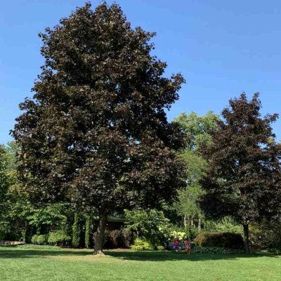 Acer platanoides Royal Red