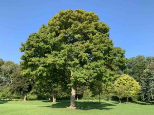 Acer saccharum