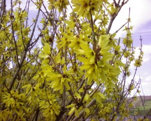 Forsythia Northern Gold