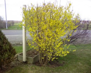Forsythia northen gold