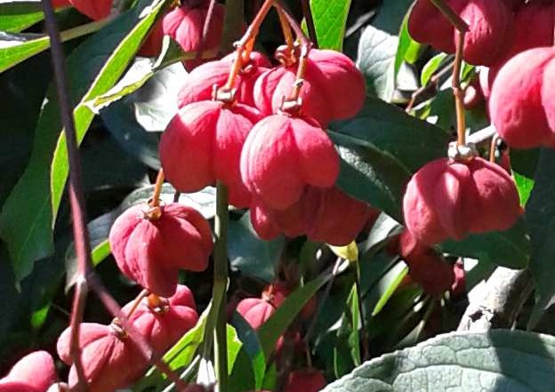 euonymus europaeus red cascade