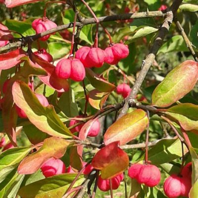 euonymus europaeus red cascade