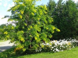 gleditsia triacanthos sunburst