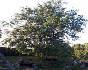 Févier skyline