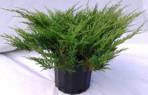 Juniperus andora compacta