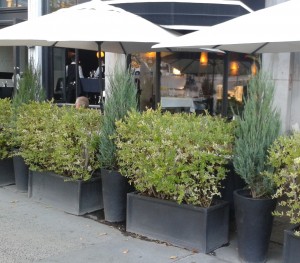 Juniperus Blue Arrow