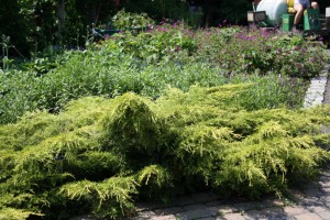 Juniperus Gold Lace
