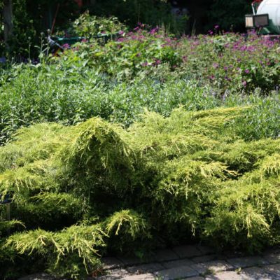 Juniperus Gold Lace