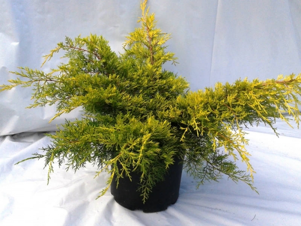 Juniperus Gold Lace