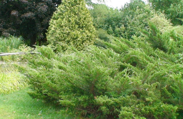 Juniperus Mint Julep