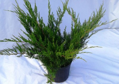 Juniperus Mint Julep