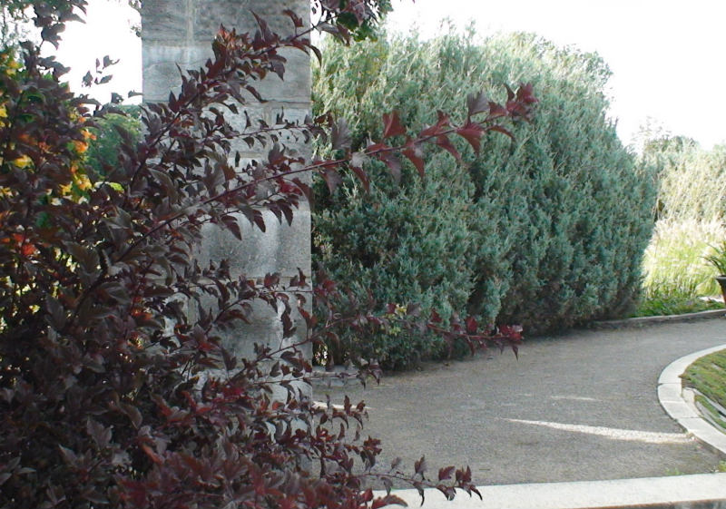 Genévrier Moffat Blue Juniperus Moffat Blue