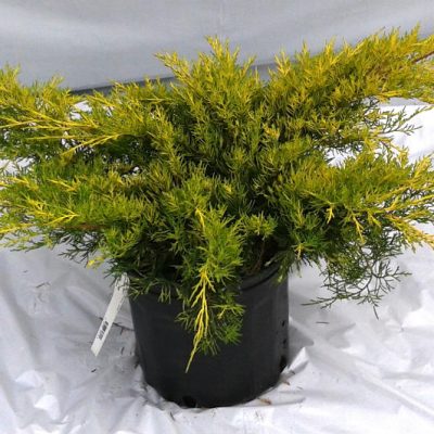 Juniperus Old Gold
