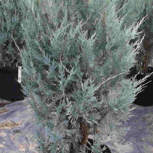 juniperus-wichita-blue