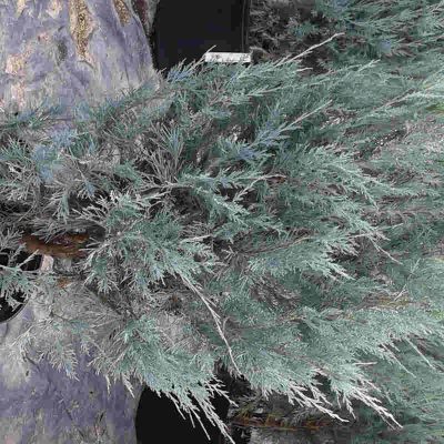 juniperus-wichita-blue