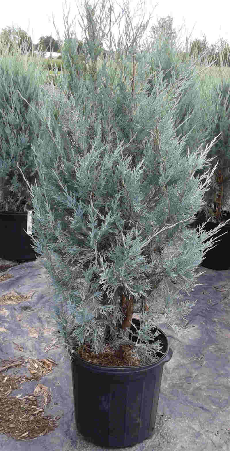genevrier-wichita-blue juniperus-wichita-blue