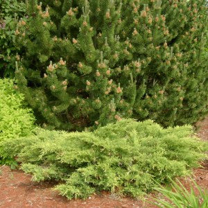 Juniperus Goldstar