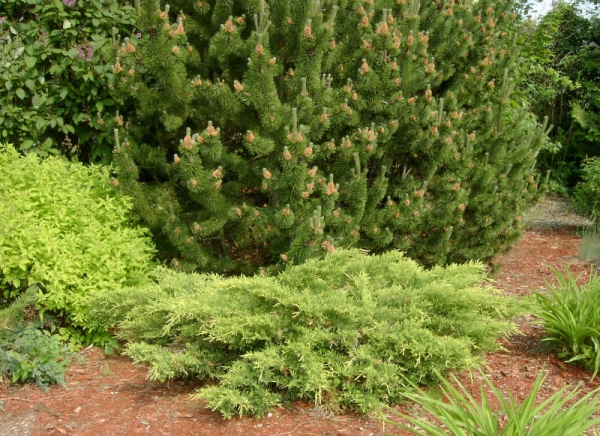 Juniperus Goldstar