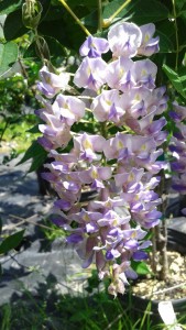 Wisteria macrostachys 'Blue Moon'