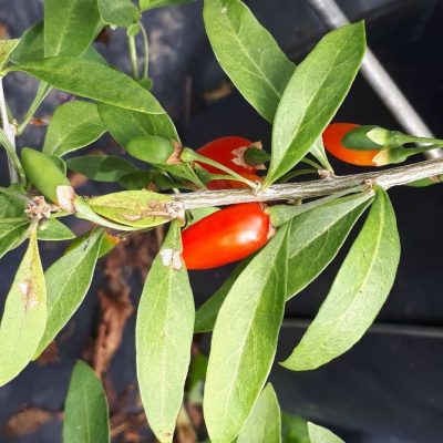 Baie de goji