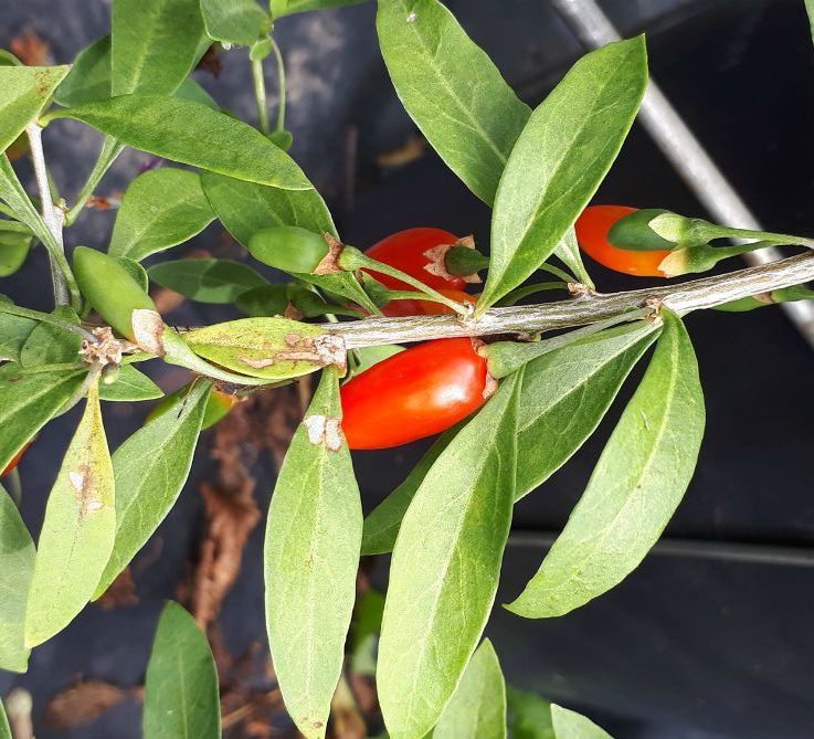 Baie de goji