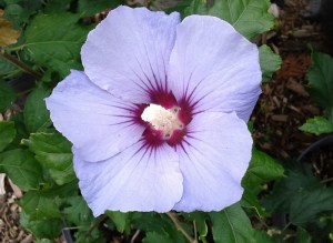 Hibiscus Blue Satin