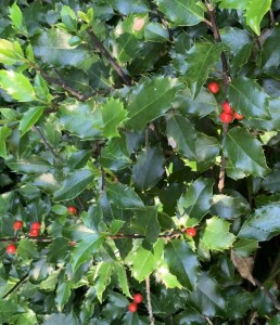 Ilex blue girl blue boy