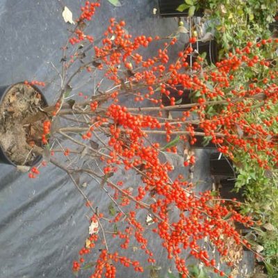 ilex verticillata